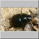 Sphaeridium lunulatum - Dungkugelkaefer 01d 6mm.jpg